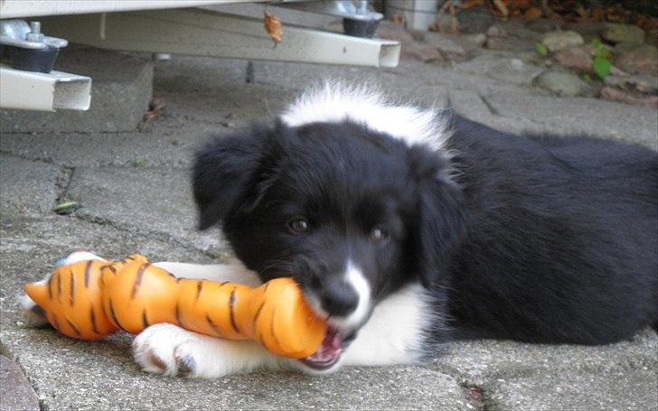 Border collie RBM RØM HTMF FS3 NW1 Danielssons Skyline Cassi billede 6