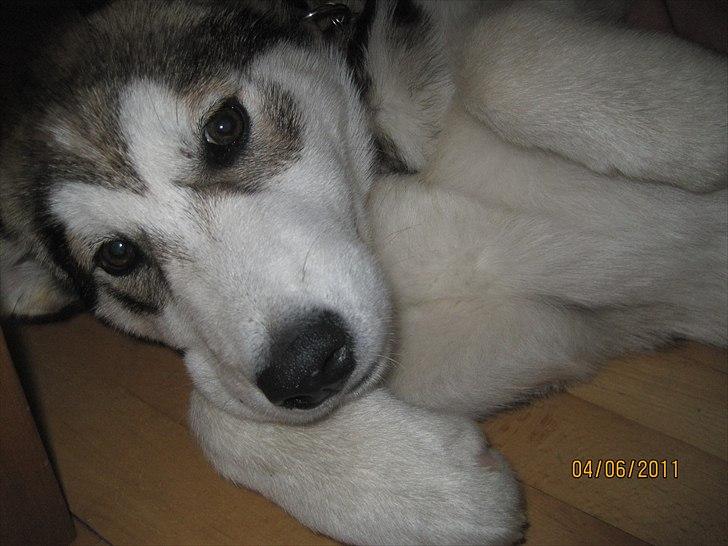 Alaskan malamute Idun  billede 1