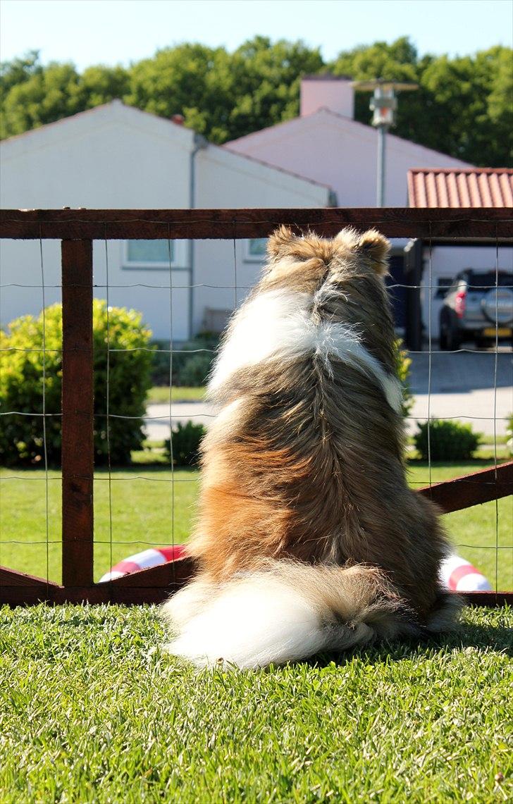 Shetland sheepdog Oscar aka. Vaps - Oscar observere lige terrænet, og sørger for ingen kommer inden for hegnet på hans vagt! sommer 2011 billede 15