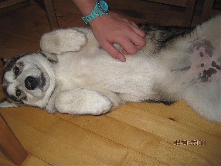 Alaskan malamute Idun  billede 2