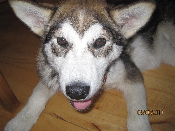 Alaskan malamute Idun  billede 3