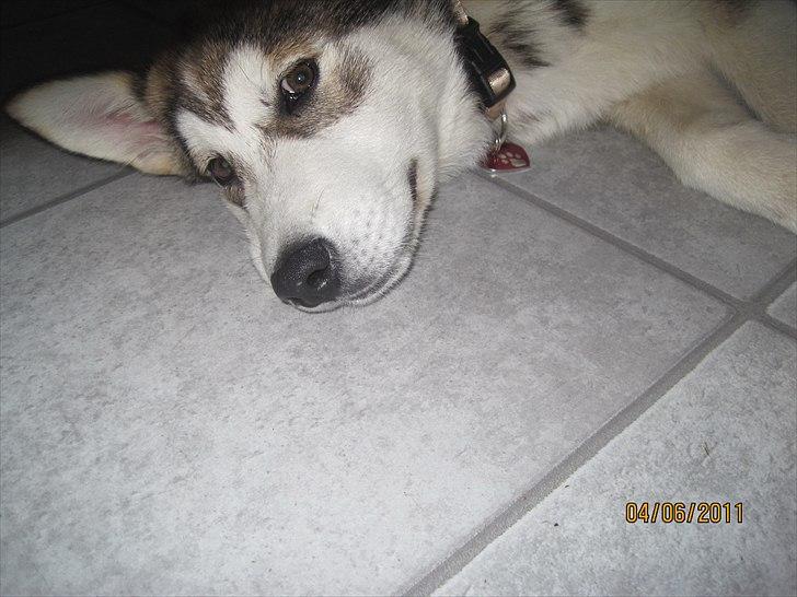 Alaskan malamute Idun  billede 4