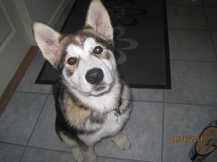 Alaskan malamute Idun  billede 5