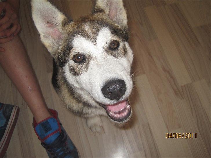 Alaskan malamute Idun  billede 6