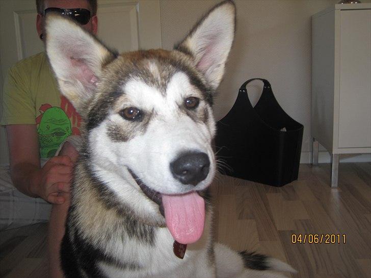 Alaskan malamute Idun  billede 7