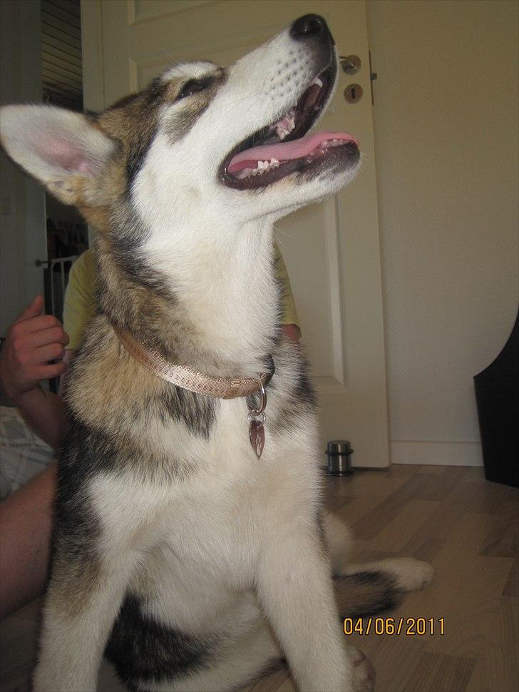 Alaskan malamute Idun  billede 8