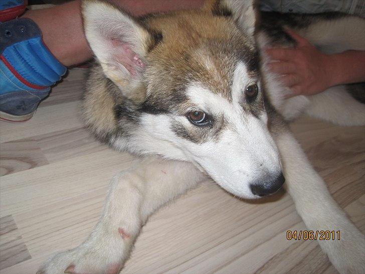 Alaskan malamute Idun  billede 9