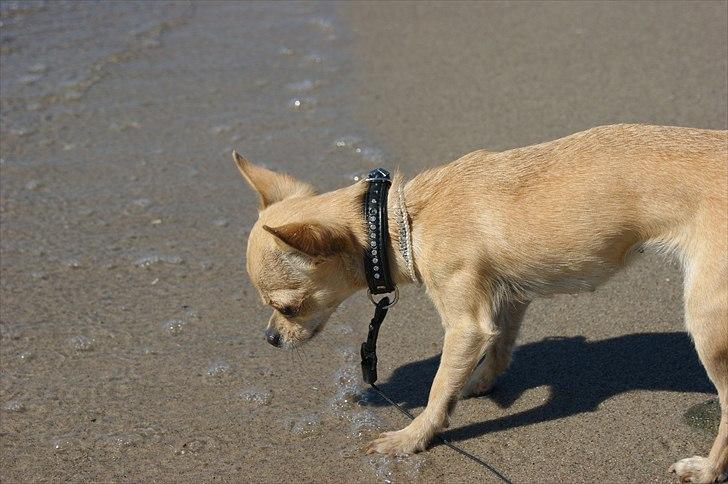 Chihuahua | Lulubell a´diva deluxe billede 5