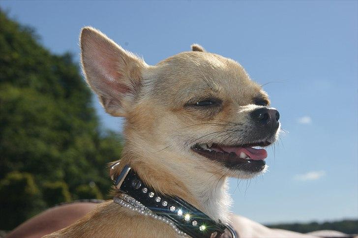 Chihuahua | Lulubell a´diva deluxe billede 4