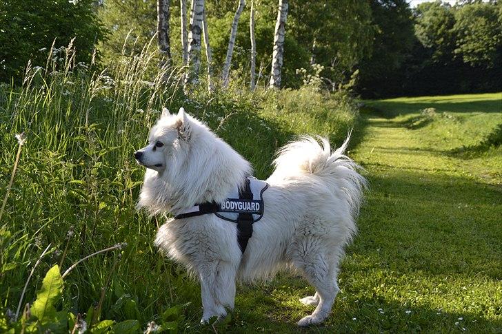 Samojedhund Vaks <3 - #Fotograf: Anne-Mette Fogh# billede 3