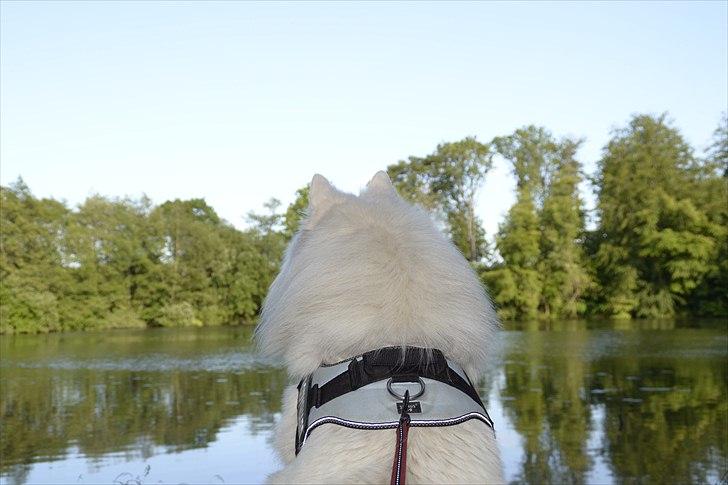 Samojedhund Vaks <3 - Giv gerne en bedømmelse og kommentar :D #Fotograf: Anne-Mette Fogh# billede 18