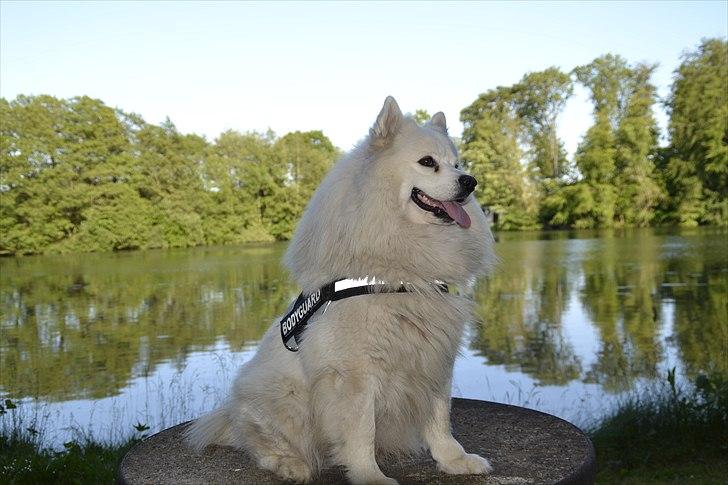 Samojedhund Vaks <3 - Velkommen til min profil #Fotograf: Anne-Mette Fogh# billede 1