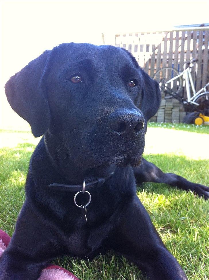 Blanding af racer Muffi billede 1