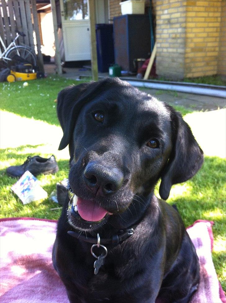 Blanding af racer Muffi billede 2