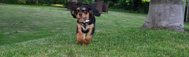 Cavalier king charles spaniel Mademoiselle Soleil Noir billede 14