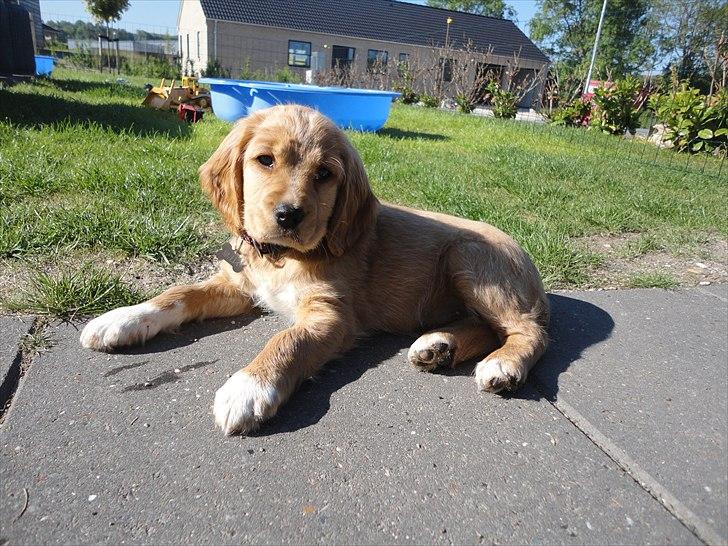 Blanding af racer Molly - jeg nyder det i min have billede 1