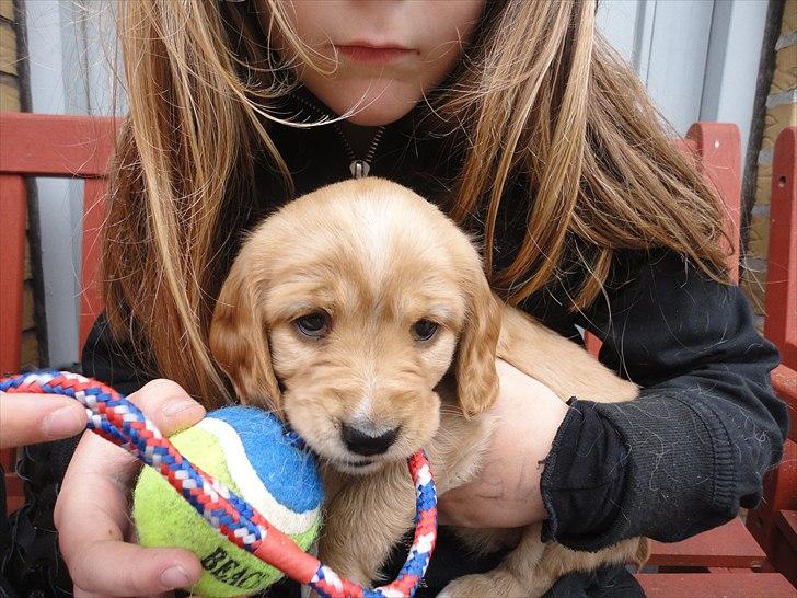 Blanding af racer Molly - jeg har besøg af min nye familie hjemme hos min mor billede 2