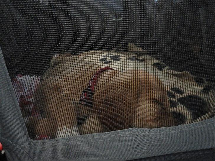 Blanding af racer Molly - jeg faldt i søvn på min første køretur i bilen. billede 3