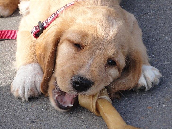 Blanding af racer Molly - Godt med gode ben at bide i billede 4