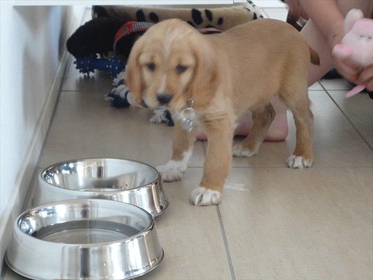 Blanding af racer Molly - På tur i mit nye hjem billede 5