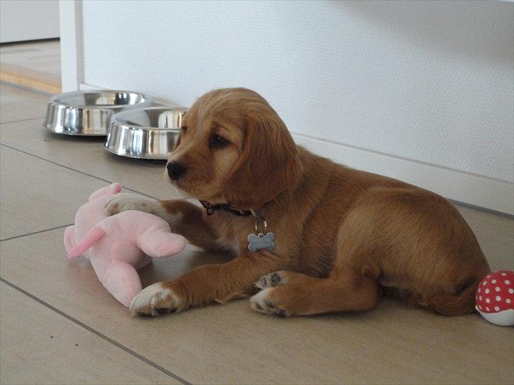 Blanding af racer Molly - jeg har meget sjovt legetøj at lege med billede 6