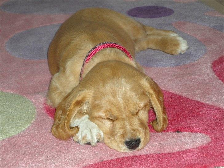 Blanding af racer Molly - Jeg er gået kold  billede 7