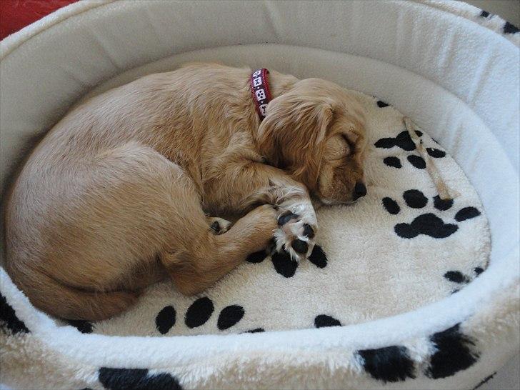 Blanding af racer Molly - Molly i sin nye kurv som hun er glad for billede 8