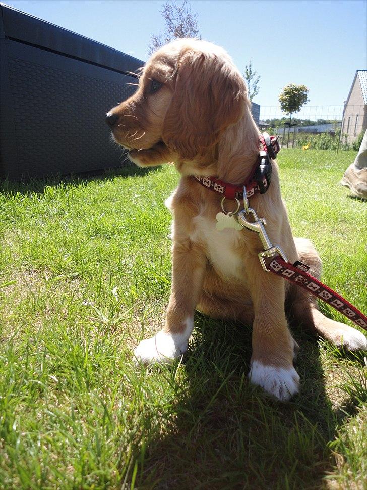 Blanding af racer Molly - I min have billede 9