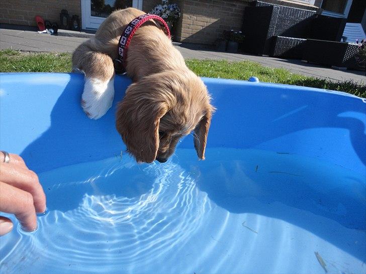 Blanding af racer Molly - Jeg drikker lidt vand af det bassin børnene har badet i billede 10