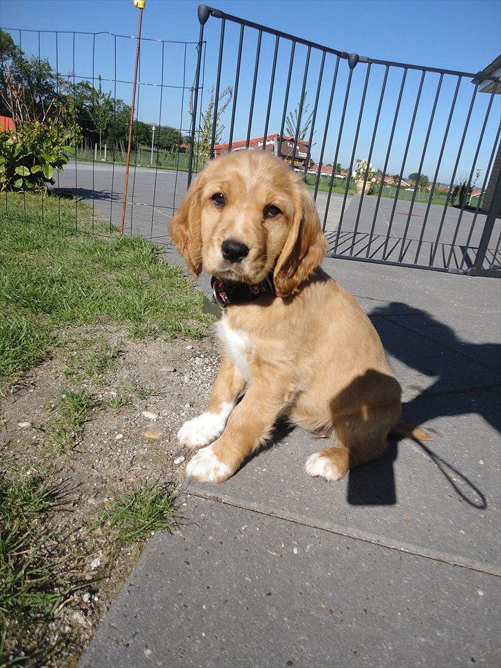 Blanding af racer Molly - Min familie har indhegnet haven, så jeg ikke kan rende væk billede 11