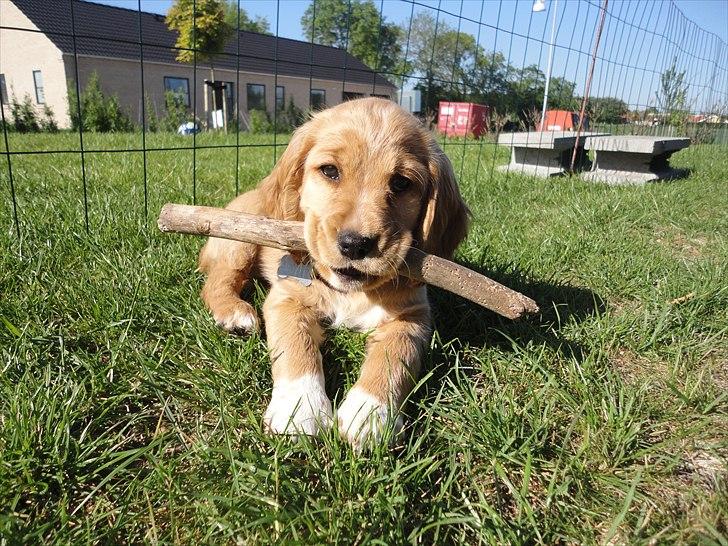 Blanding af racer Molly - jubiiii en pind der er god at tygge  billede 12