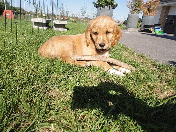 Blanding af racer Molly - jeg er bare for sød....... billede 13