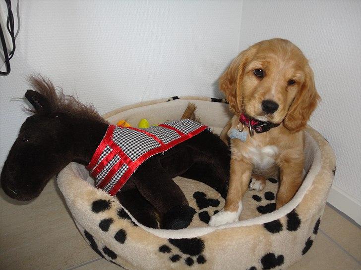 Blanding af racer Molly - Hesten er min ven og gode legekammerat billede 14