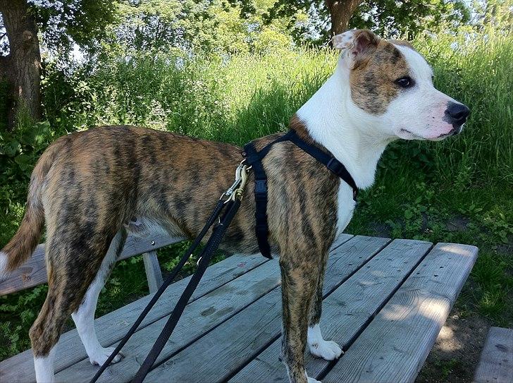 Blanding af racer Gizmo billede 1