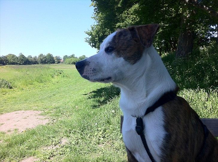 Blanding af racer Gizmo billede 2