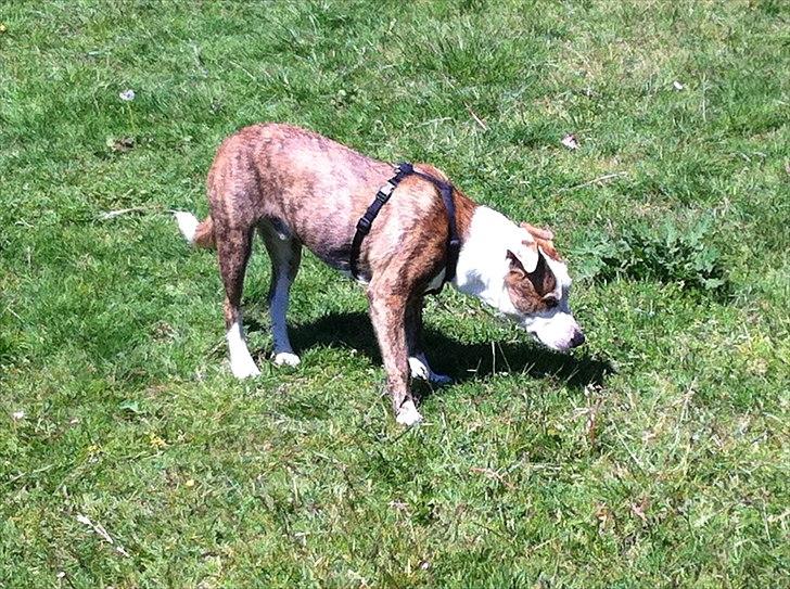 Blanding af racer Gizmo billede 3