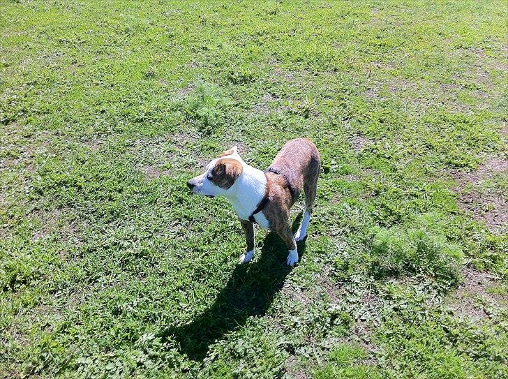 Blanding af racer Gizmo billede 4