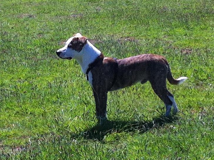 Blanding af racer Gizmo billede 5