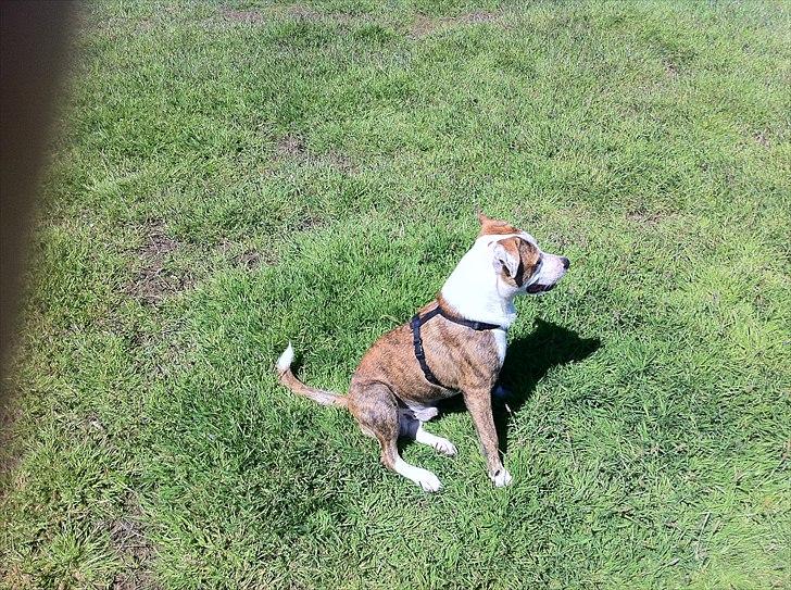 Blanding af racer Gizmo billede 6