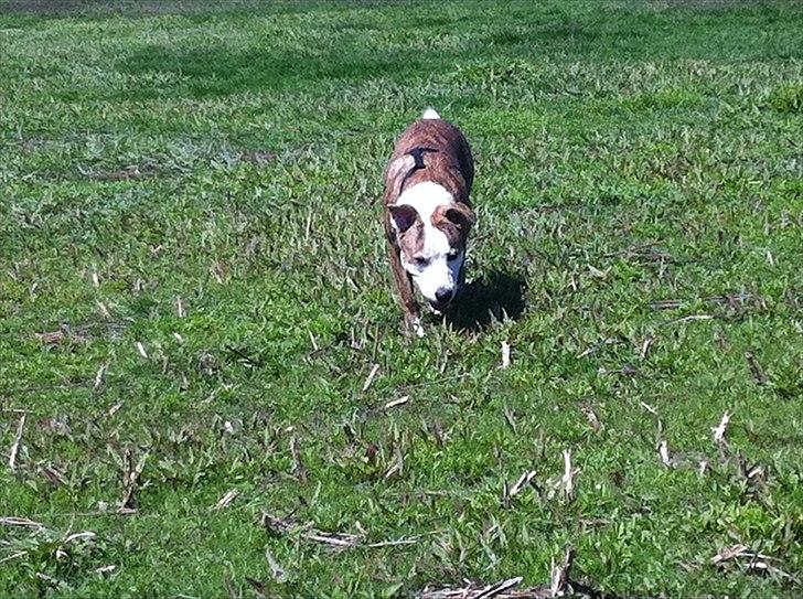 Blanding af racer Gizmo billede 7