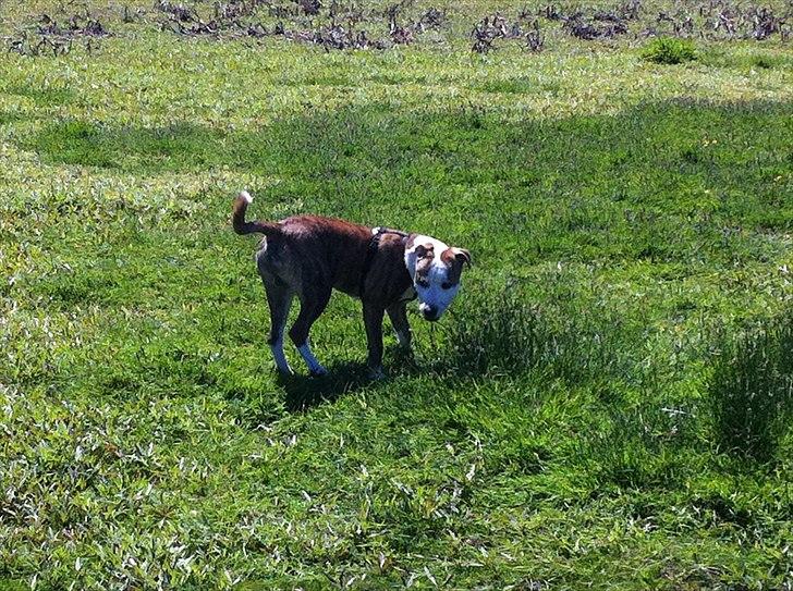 Blanding af racer Gizmo billede 8