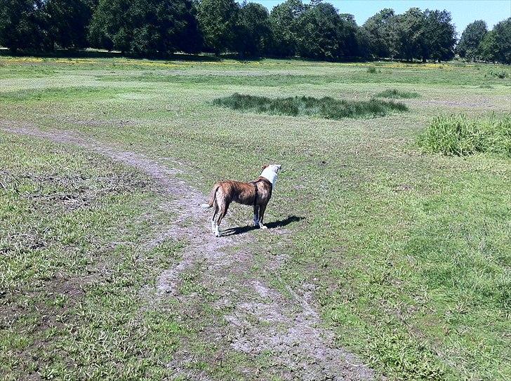 Blanding af racer Gizmo billede 9