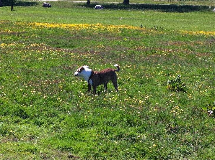 Blanding af racer Gizmo billede 10