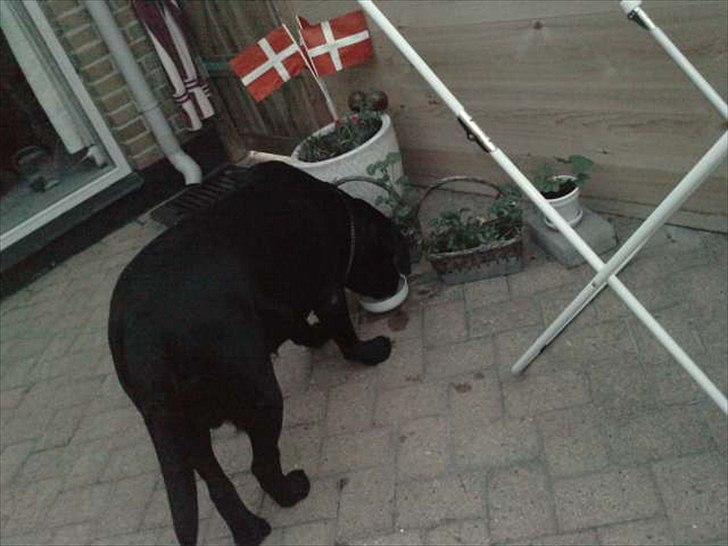 Labrador retriever Simba billede 2