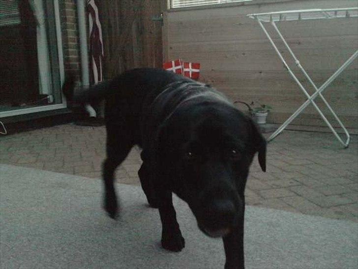 Labrador retriever Simba billede 1