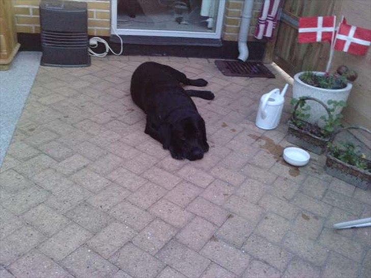 Labrador retriever Simba billede 3