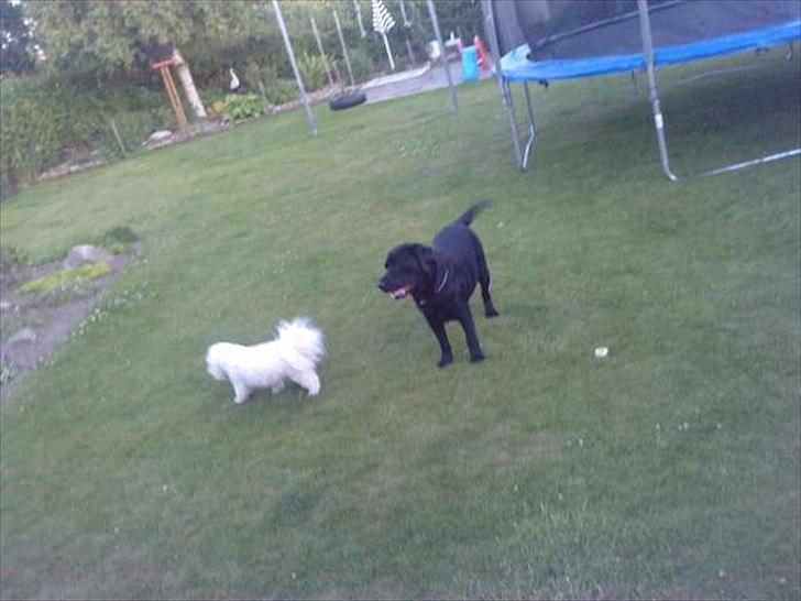 Labrador retriever Simba - Buller og Simba billede 4