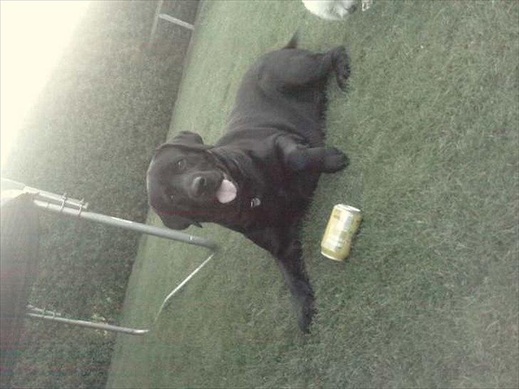 Labrador retriever Simba - den tar jeg lige :P  billede 5
