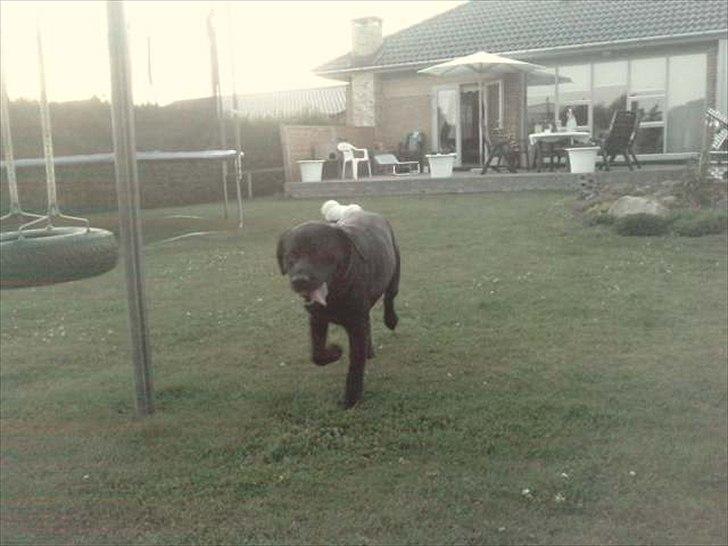 Labrador retriever Simba - her kommer jeg :D billede 6