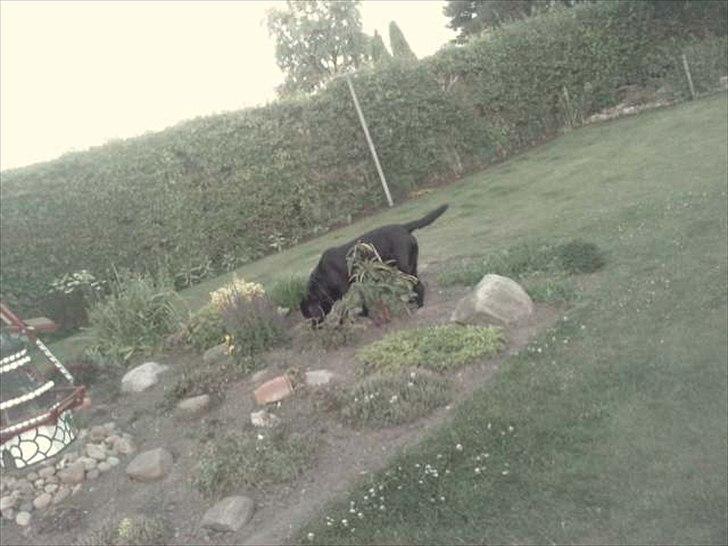 Labrador retriever Simba - Er oppe i mors bed selvom man ved man ikke må billede 7